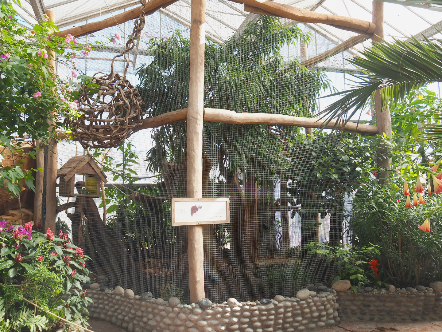 Oasis - Cotton-top tamarin exhibit, 2022-06-28