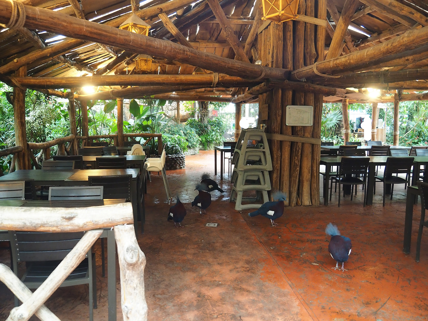 Oasis eating area with mob of Sclater's crowned pigeons hanging around, 2023-10-13