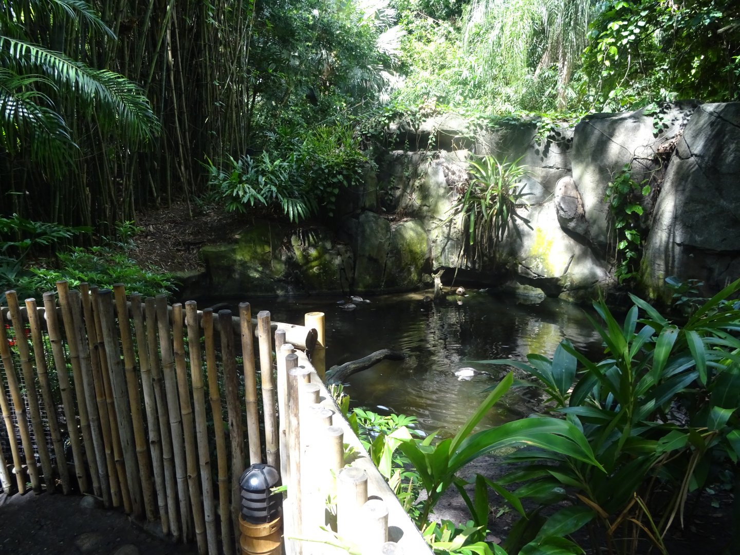 Oasis Enclosure at Disney's Animal Kingdom (2014)