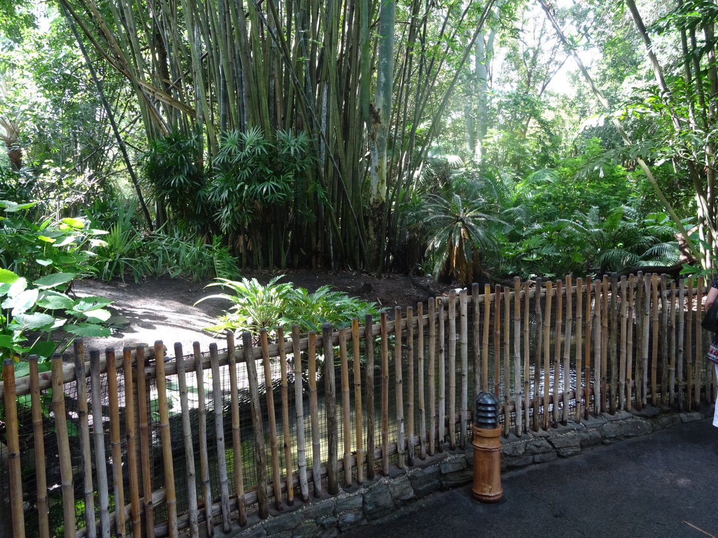 Oasis Enclosure at Disney's Animal Kingdom (2014)