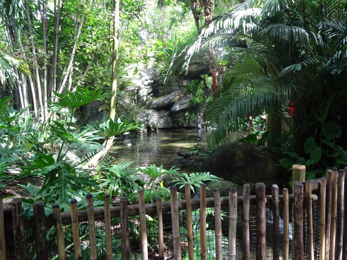 Oasis Enclosure at Disney's Animal Kingdom (2014)