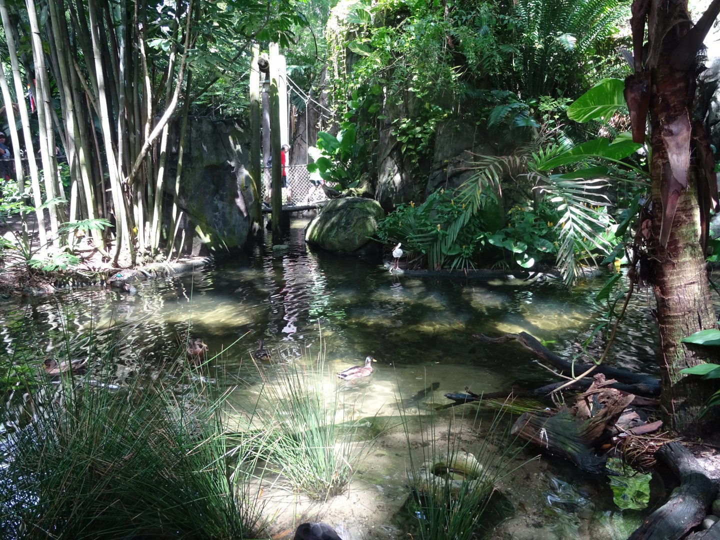 Oasis Enclosure at Disney's Animal Kingdom (2014)