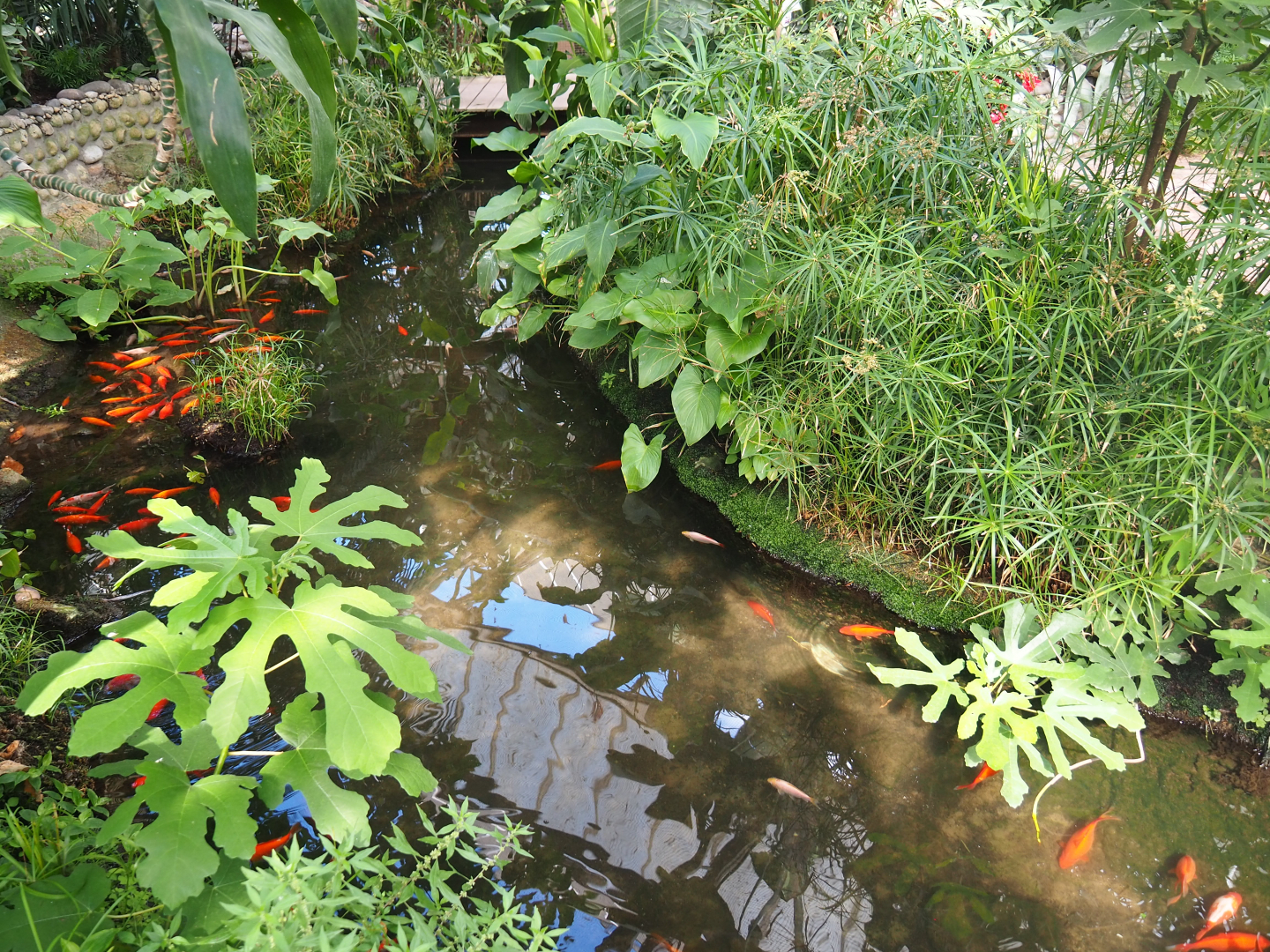 Oasis - Fish and slider turtle pond, 2022-06-28