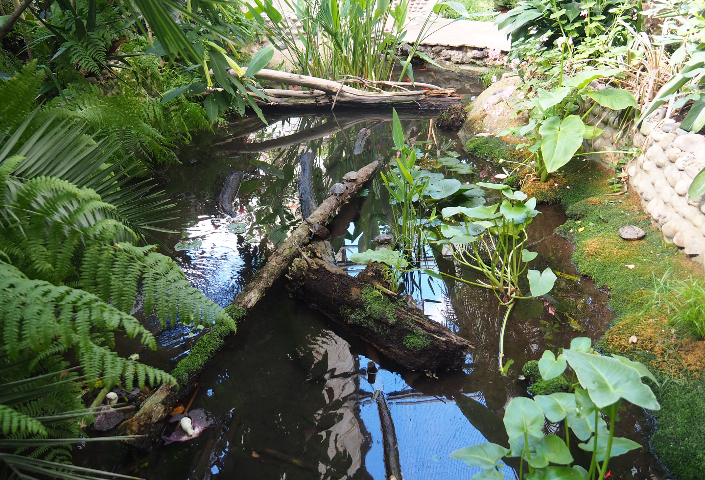 Oasis - Fish and slider turtle pond, 2022-06-28