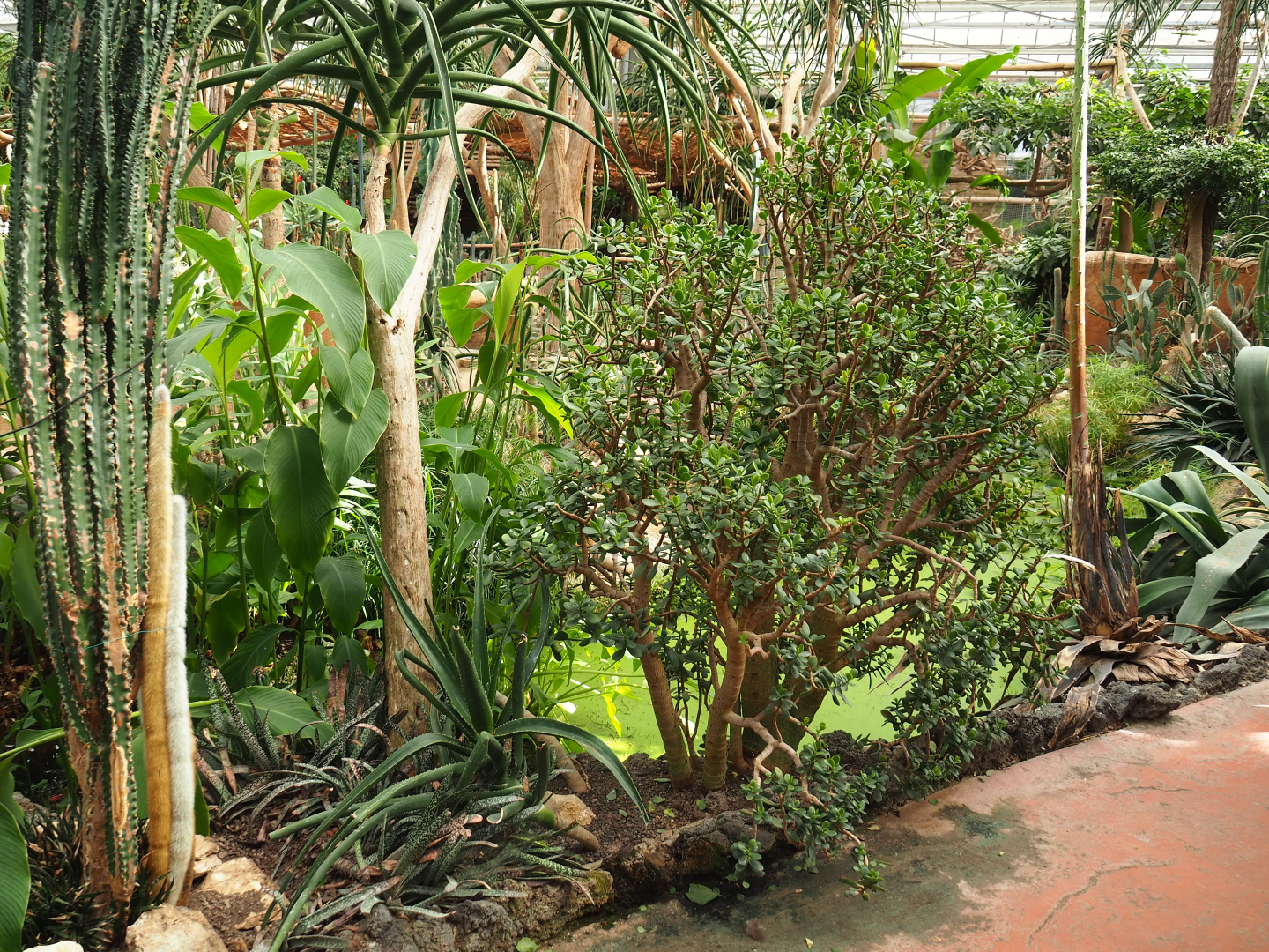 Oasis garden in Oasis greenhouse, 2022-09-14