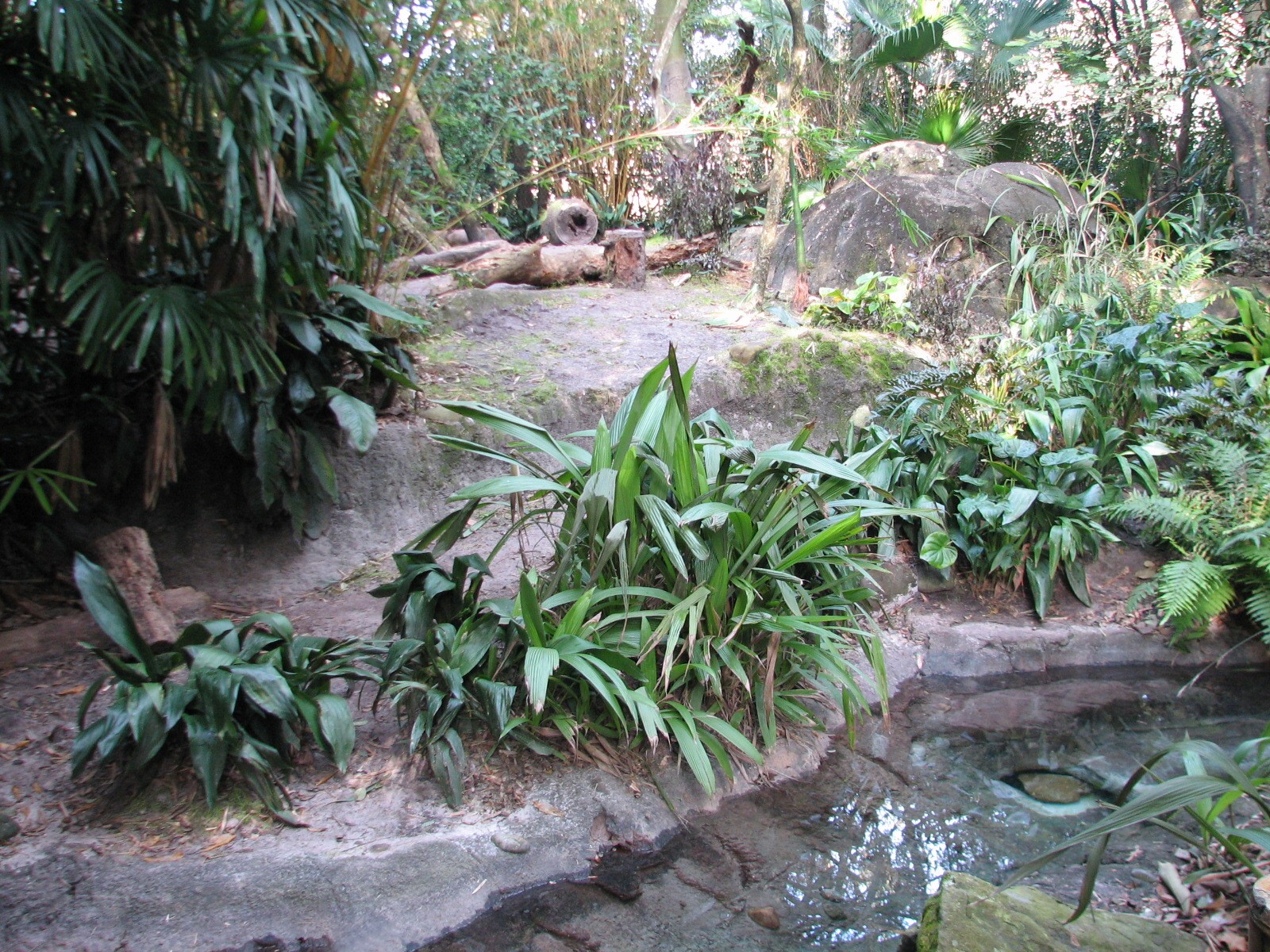 Oasis - Giant Anteater Exhibit