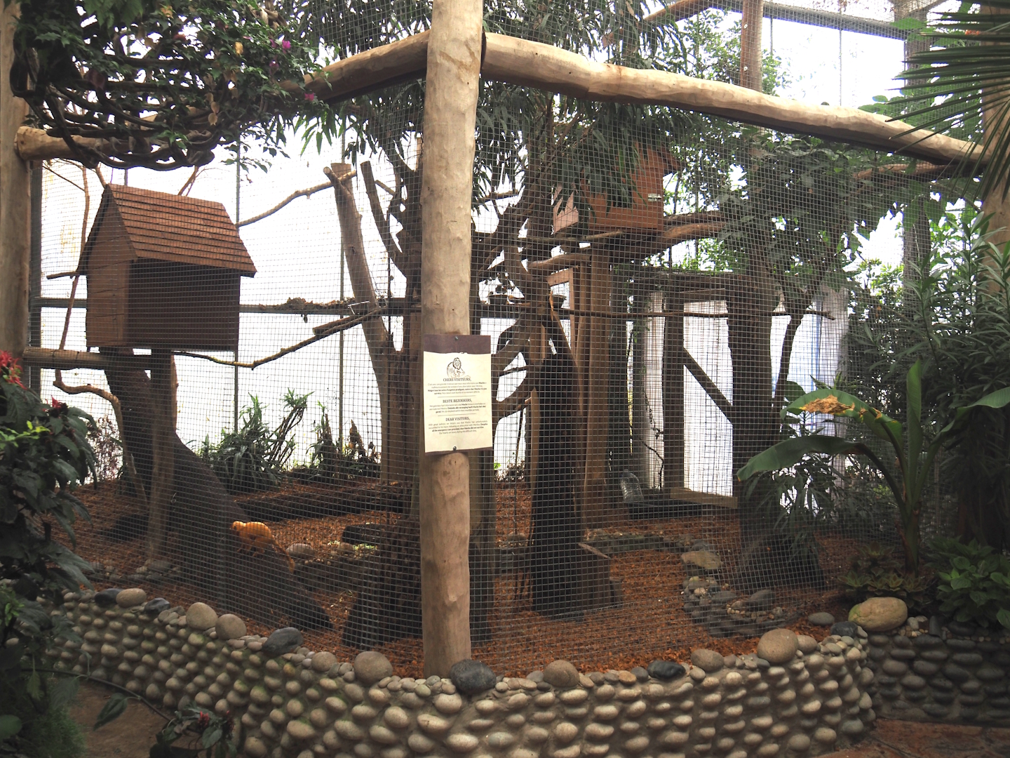 Oasis - Golden lion tamarin exhibit, 2024-09-17