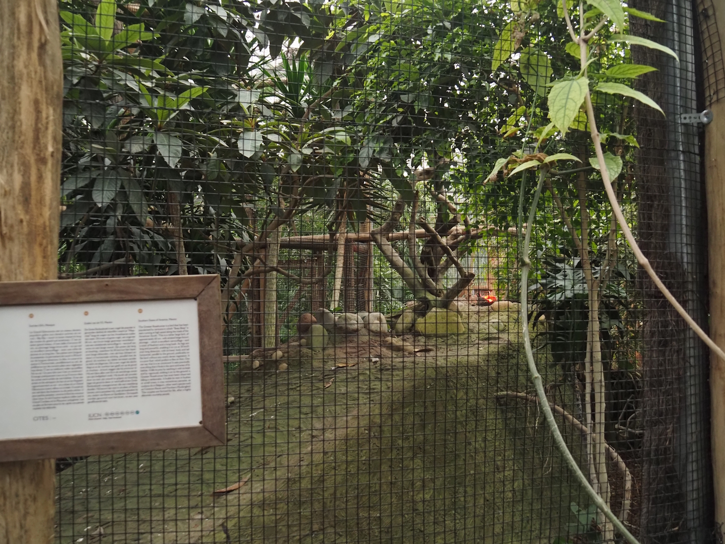 Oasis - Greater roadrunner aviary, 2024-09-17