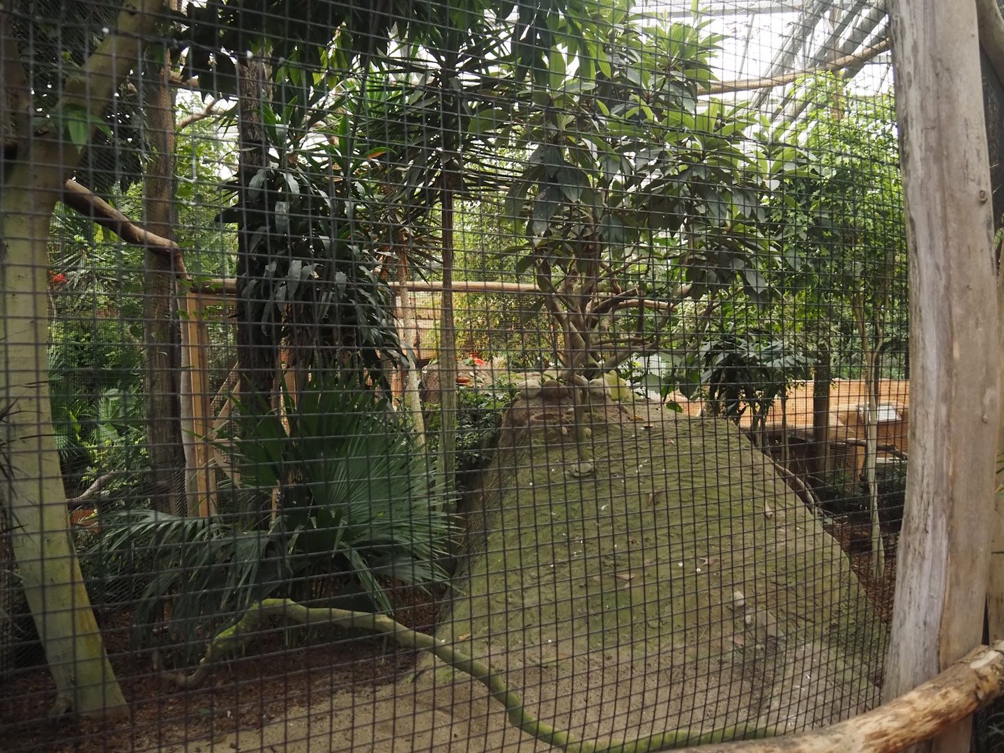 Oasis - Greater roadrunner aviary, 2024-09-17