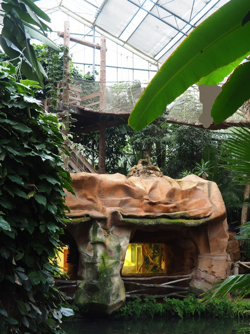 Oasis - Iguana terrarium viewing area with wall of armadillo exhibit and adventure bridge above it, 2023-10-13