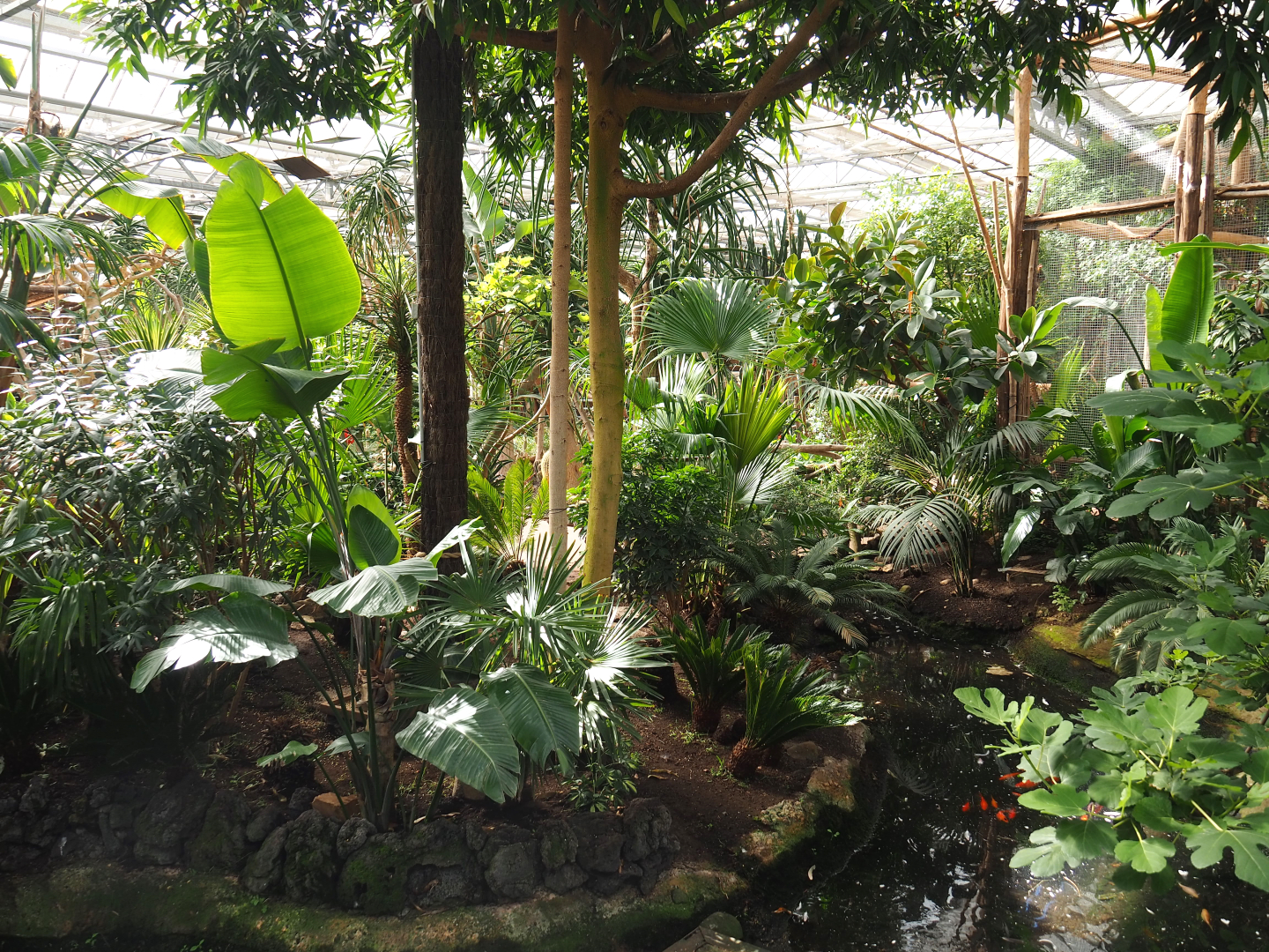 Oasis - Lesser flamingo exhibit, 2022-06-28