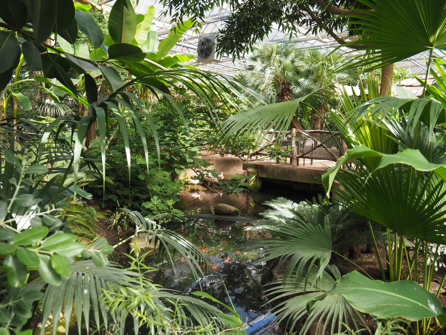 Oasis - Lesser flamingo exhibit, 2022-06-28