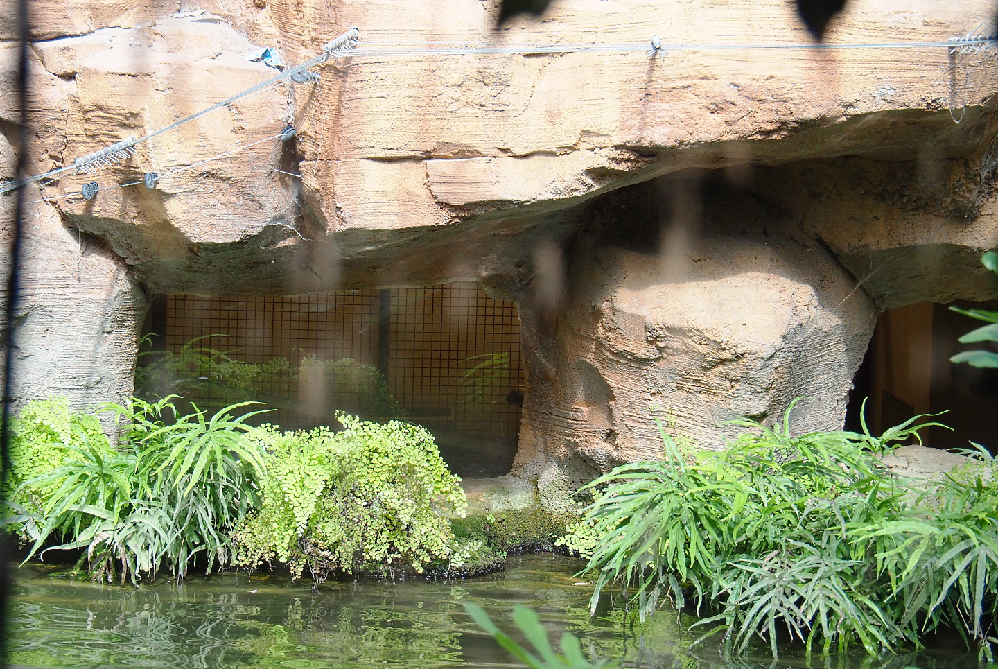 Oasis - Off-show housing for white-faced sakis, 2022-06-28