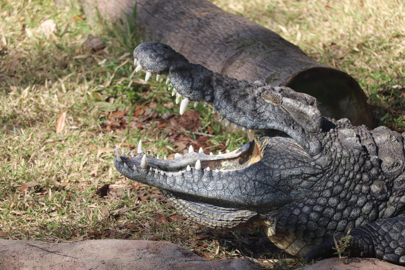 Oasis on the Nile - Nile Crocodile