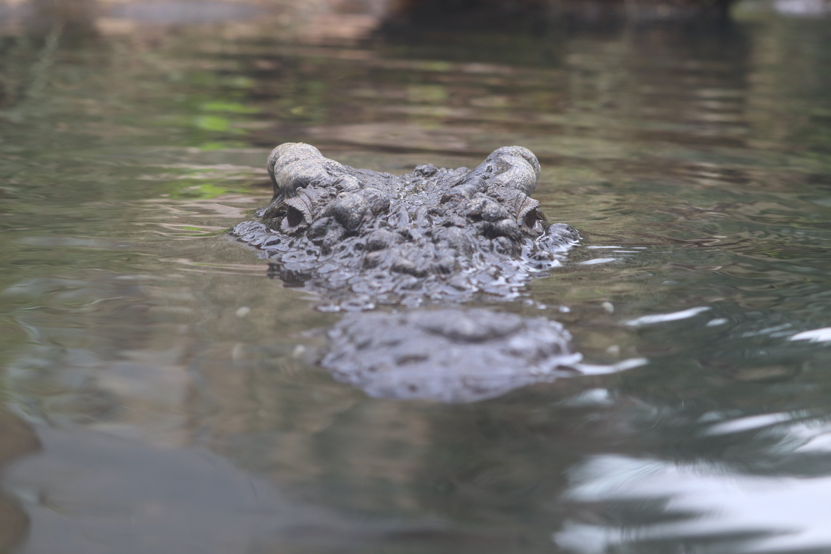 Oasis on the Nile - Nile Crocodile