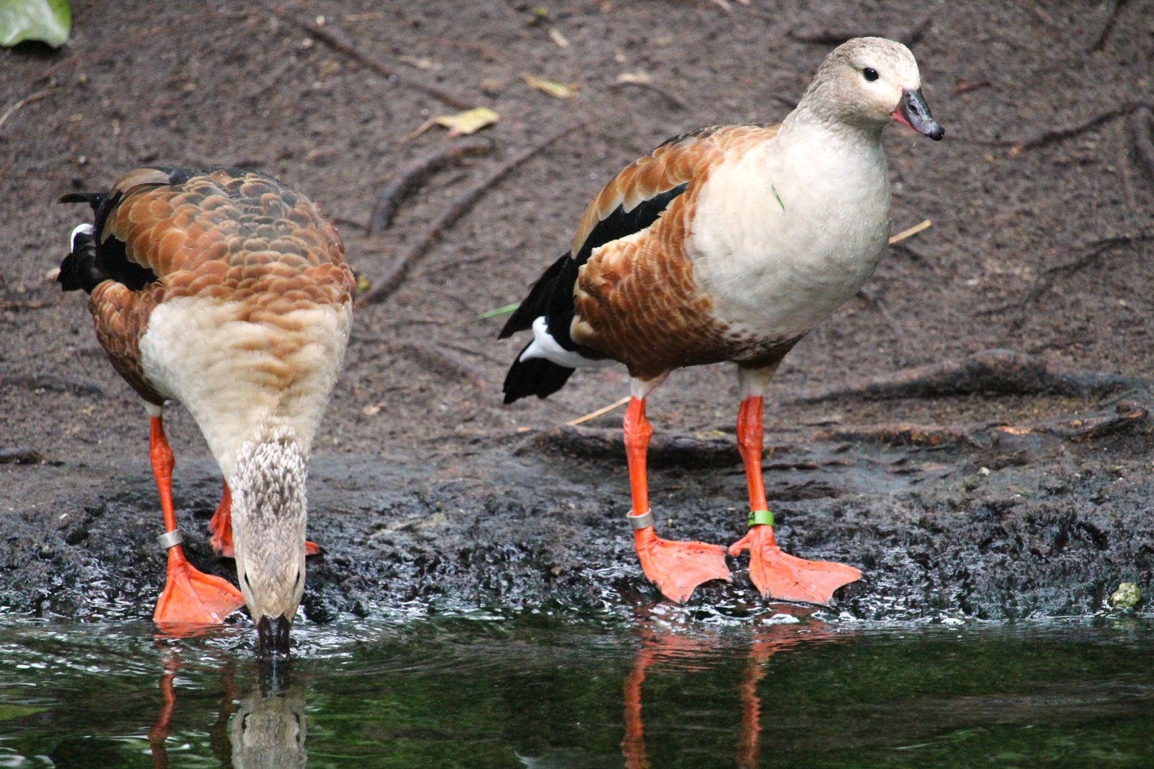 Oasis - Orinoco Geese