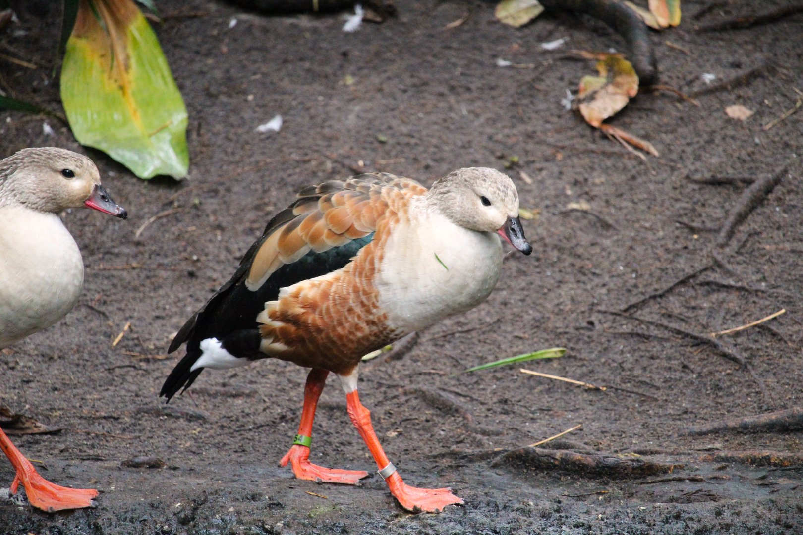 Oasis - Orinoco Goose