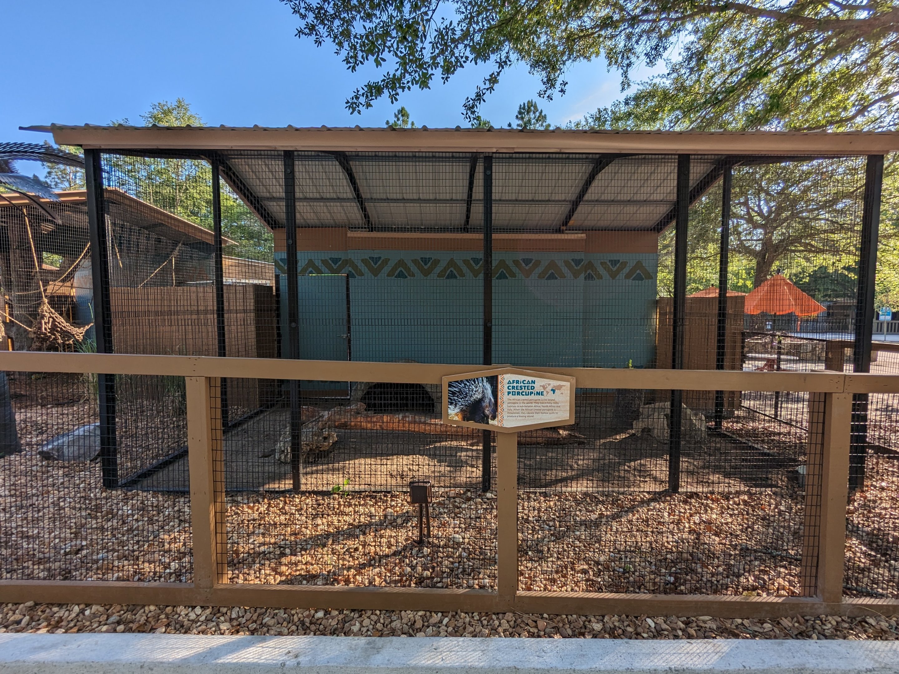Oasis Outpost - African crested porcupine