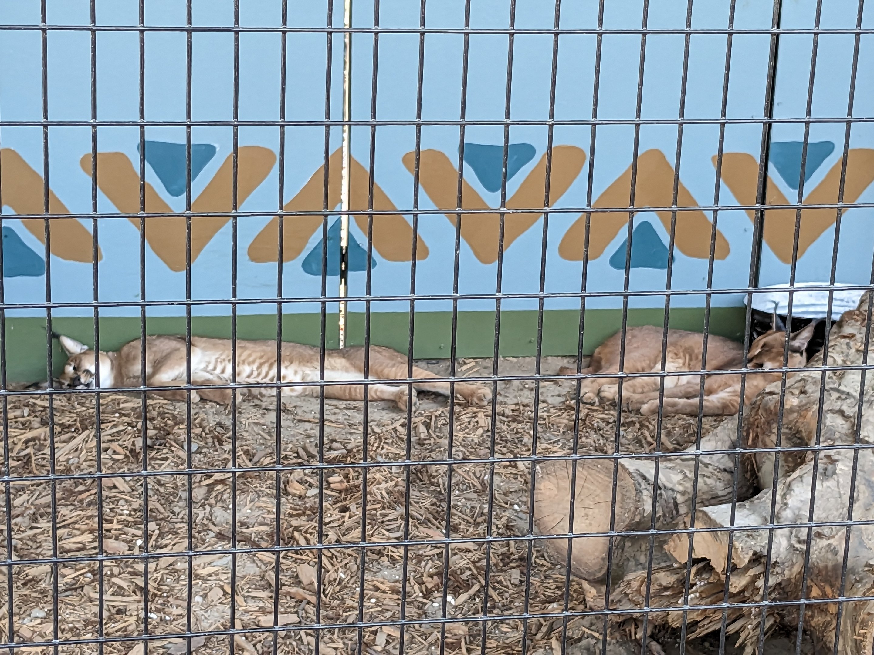 Oasis Outpost - caracal