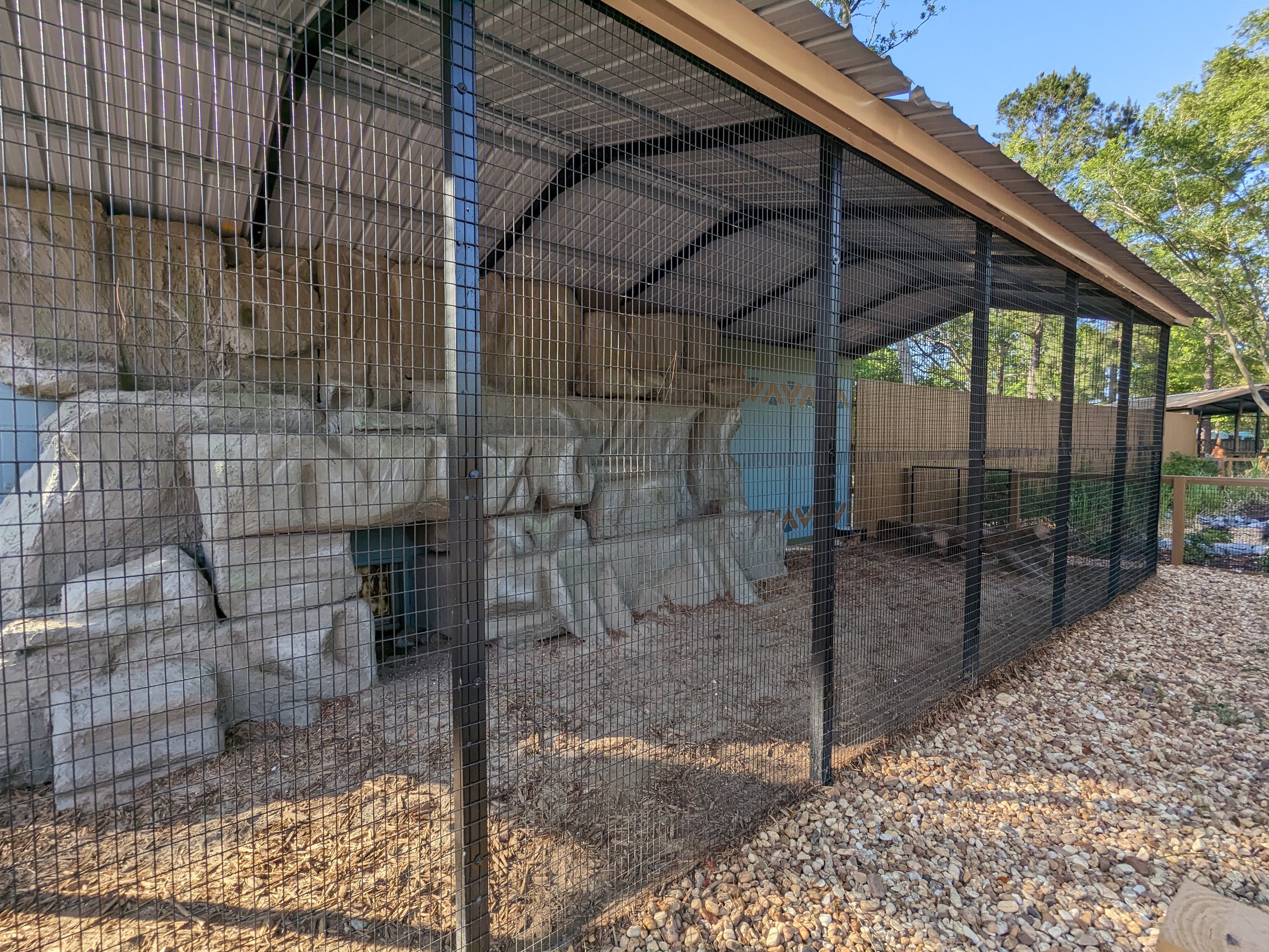 Oasis Outpost - caracal