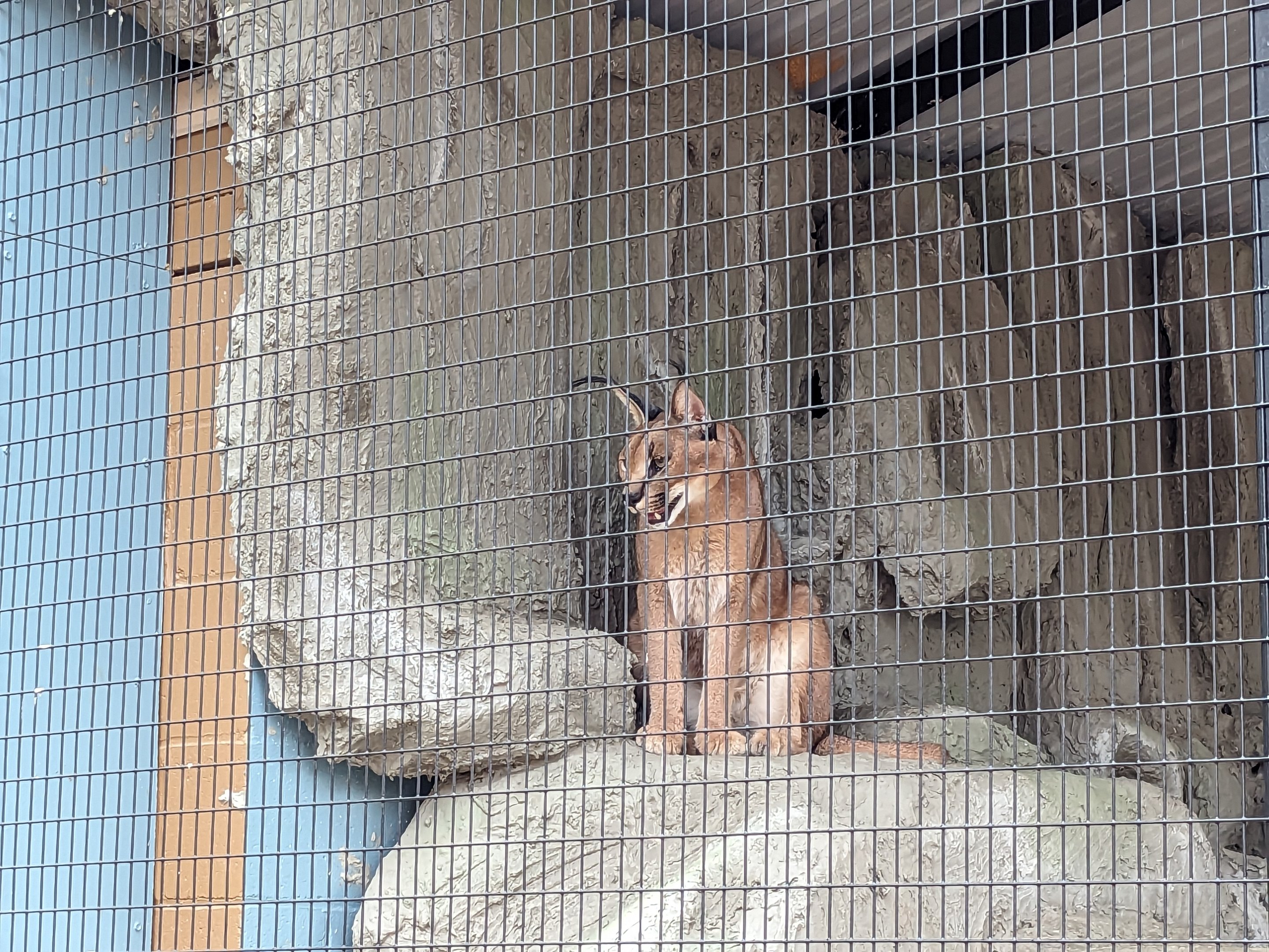 Oasis Outpost - caracol