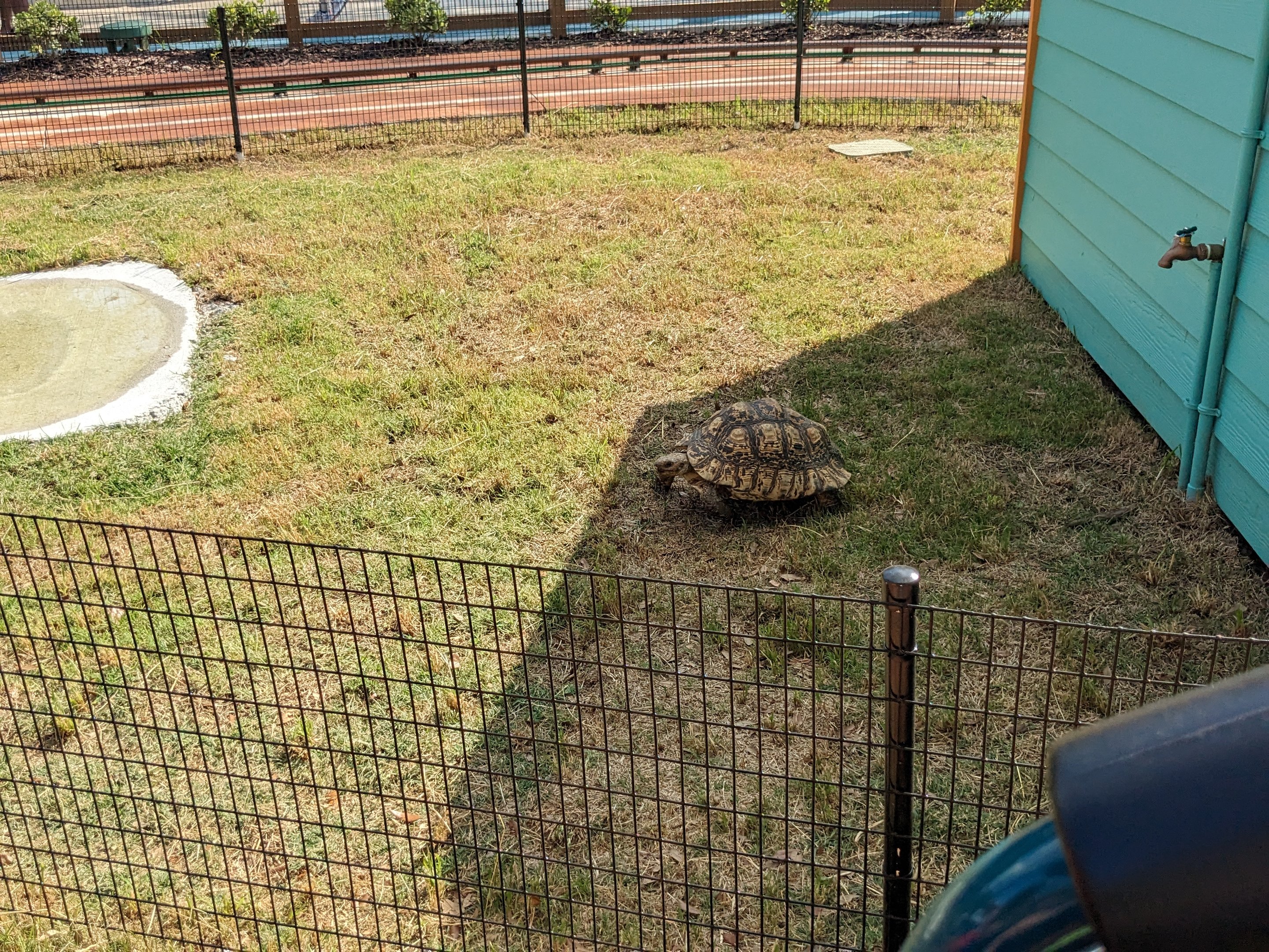 Oasis Outpost - leopard tortoise