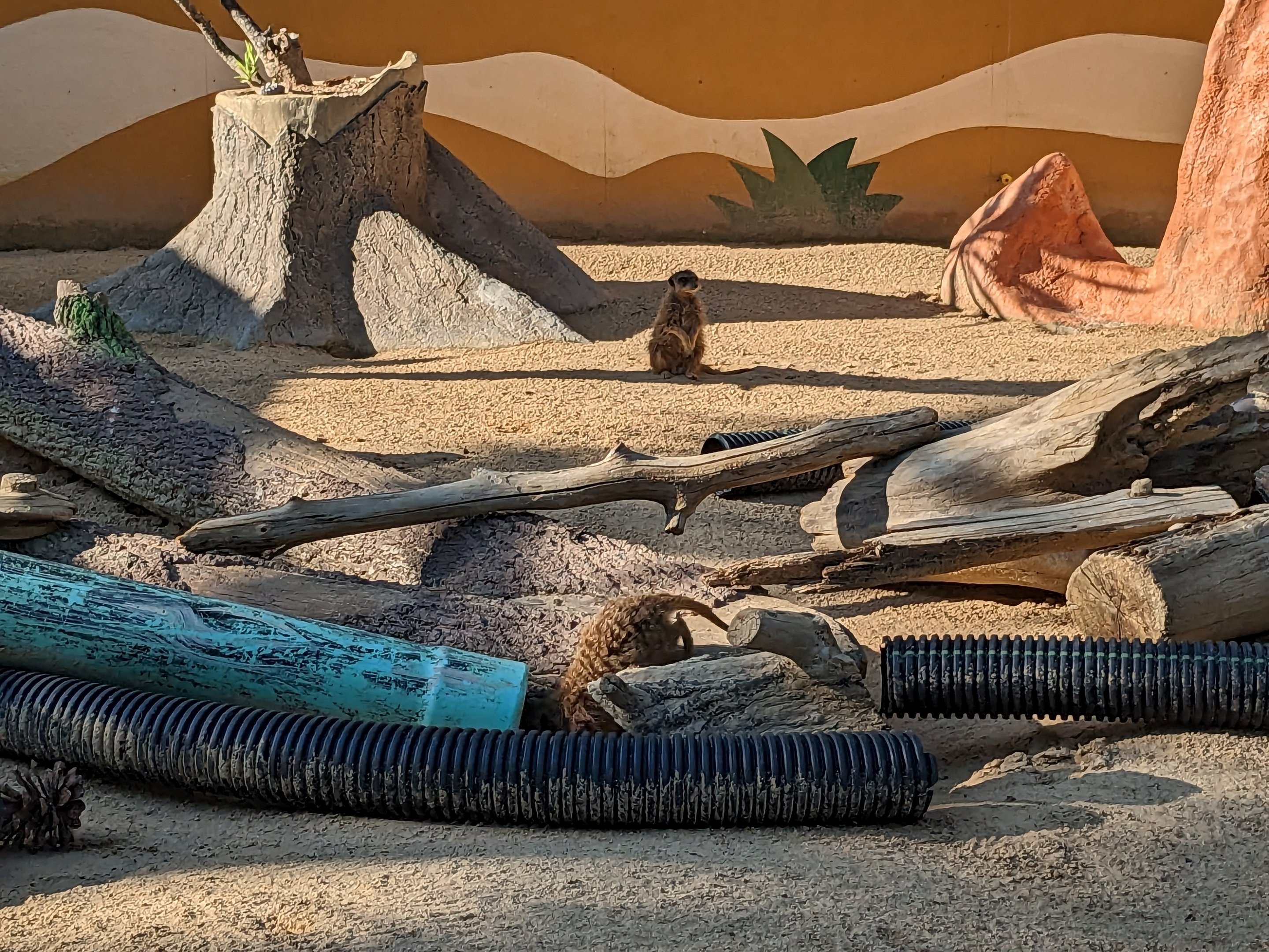 Oasis Outpost - meercat