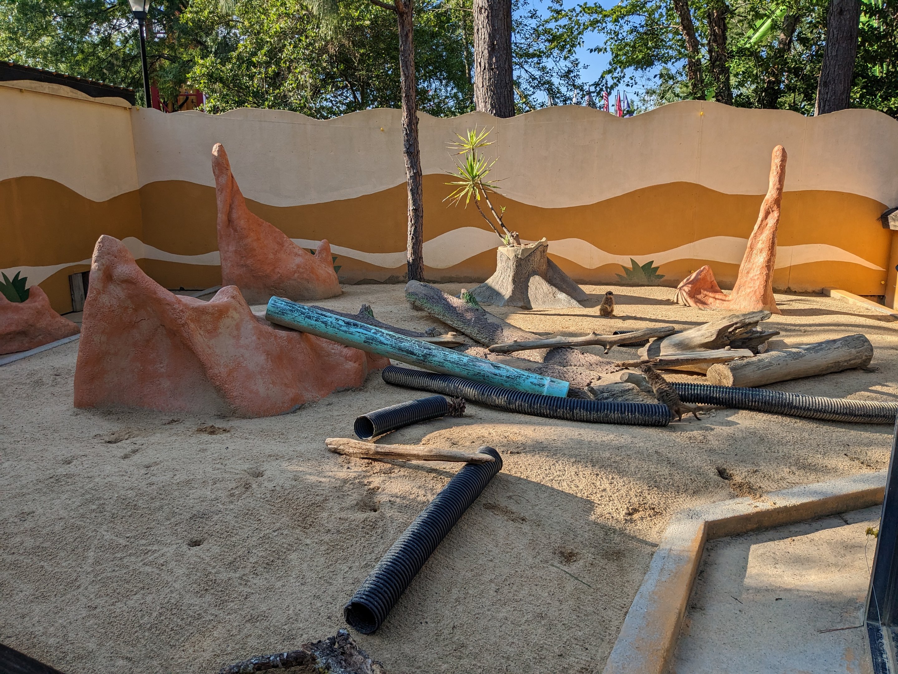 Oasis Outpost - meercat