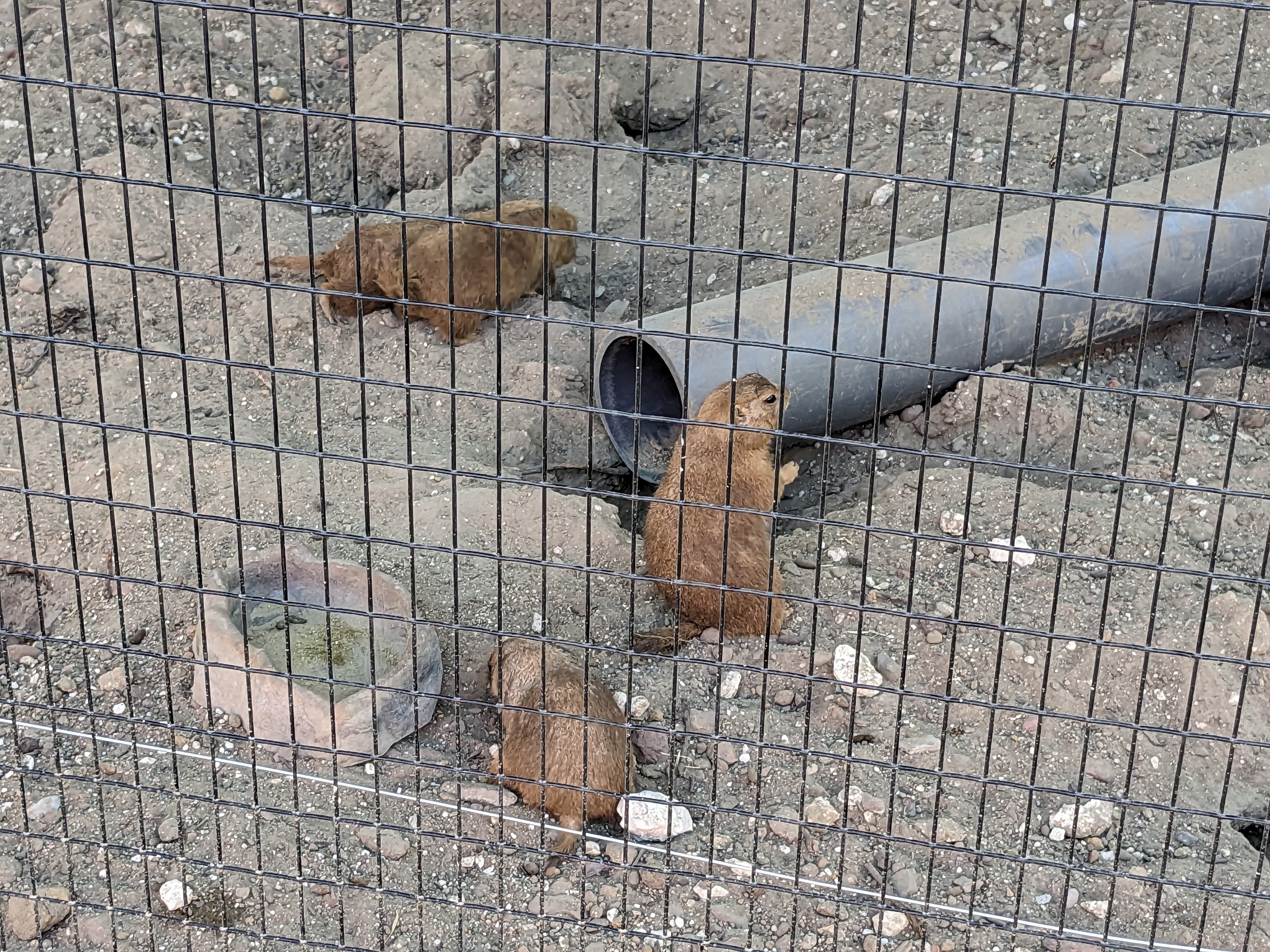 Oasis Outpost - prairie dogs