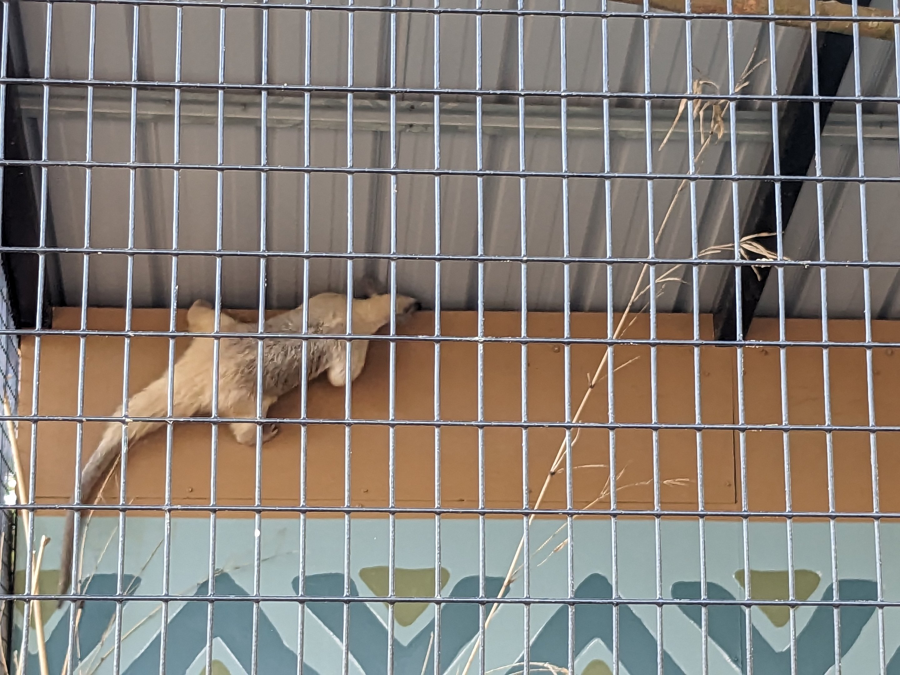 Oasis Outpost -  Southern tamandua