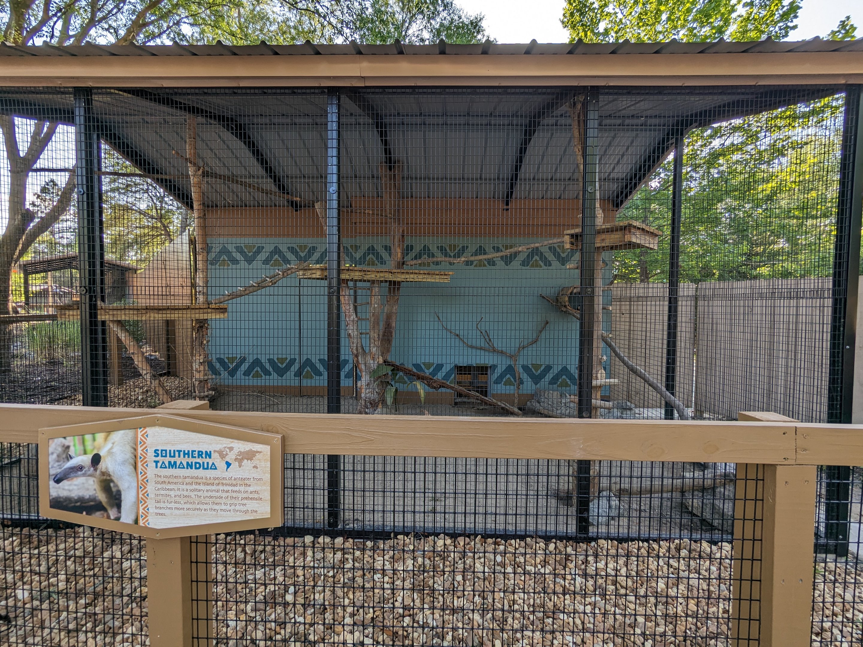 Oasis Outpost -  Southern tamandua
