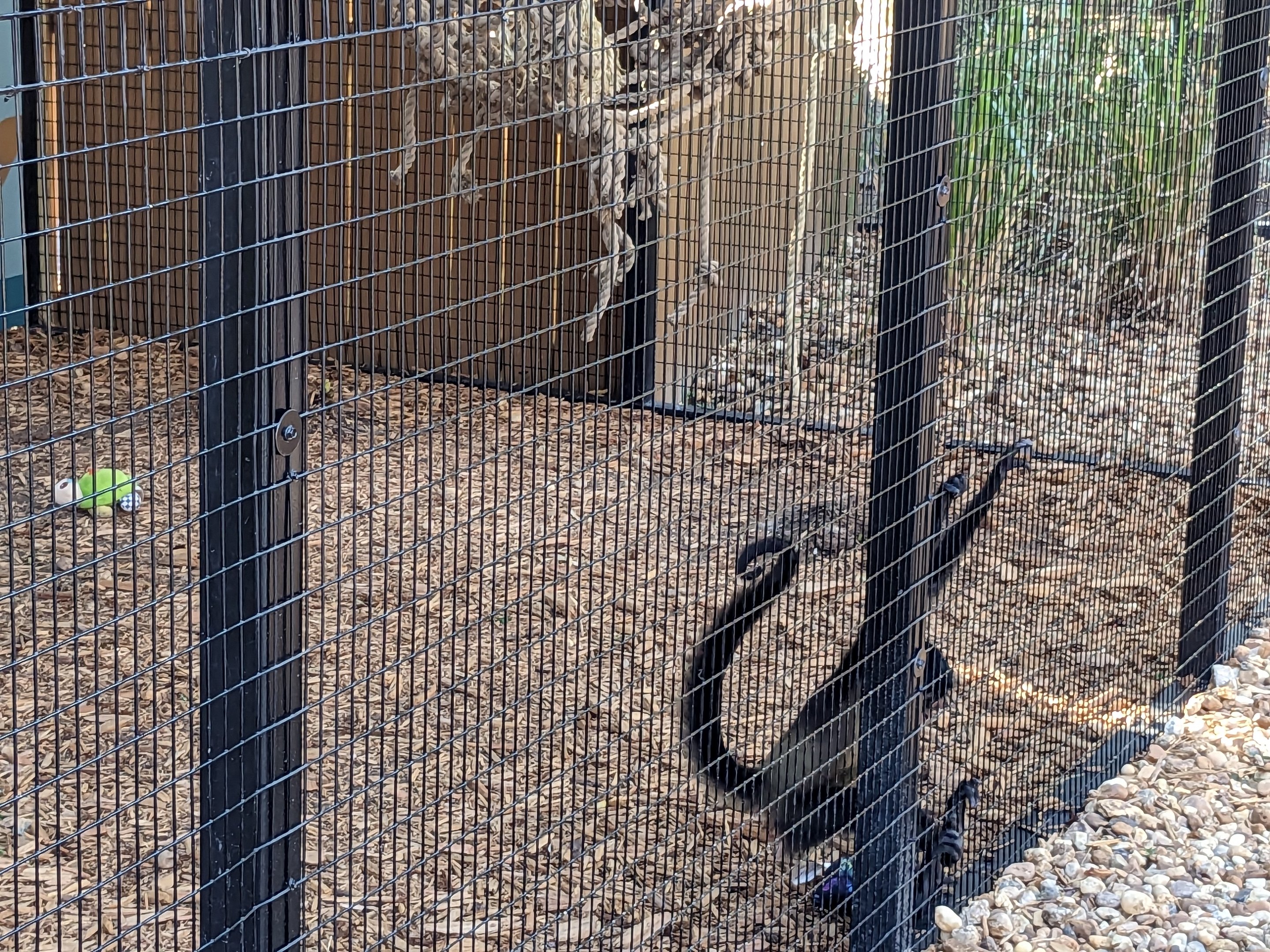 Oasis Outpost - spider monkey