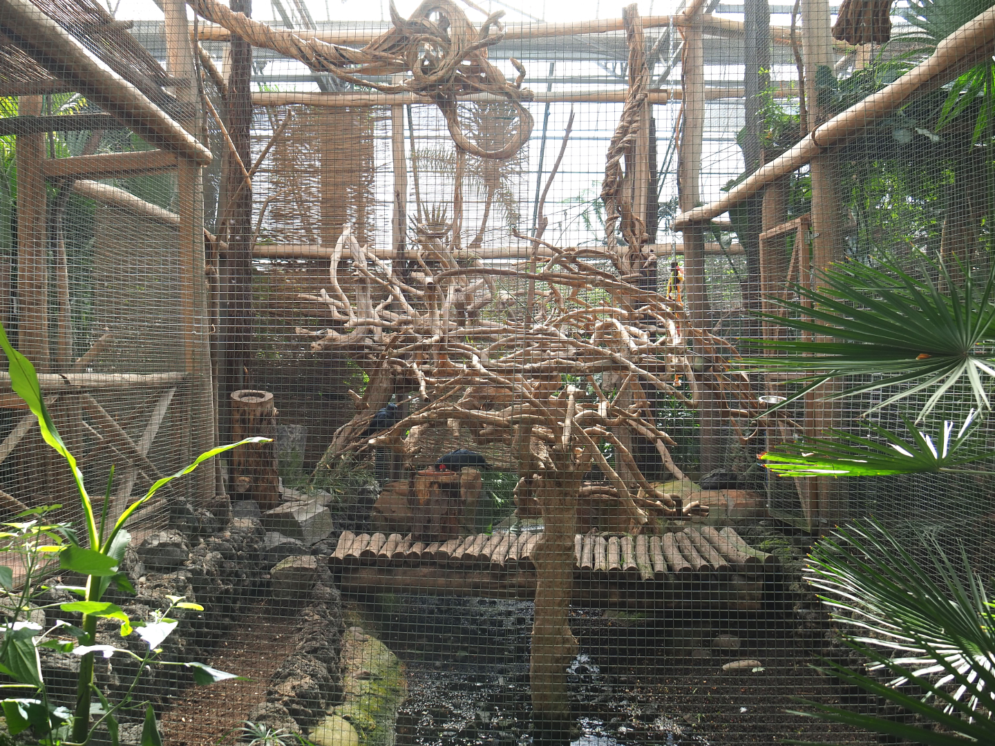 Oasis - Palm cockatoo aviary, 2022-06-28