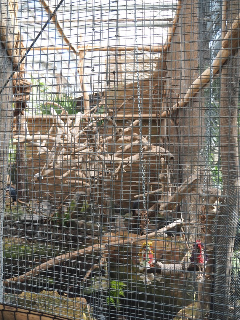 Oasis - Palm cockatoo aviary, 2022-06-28