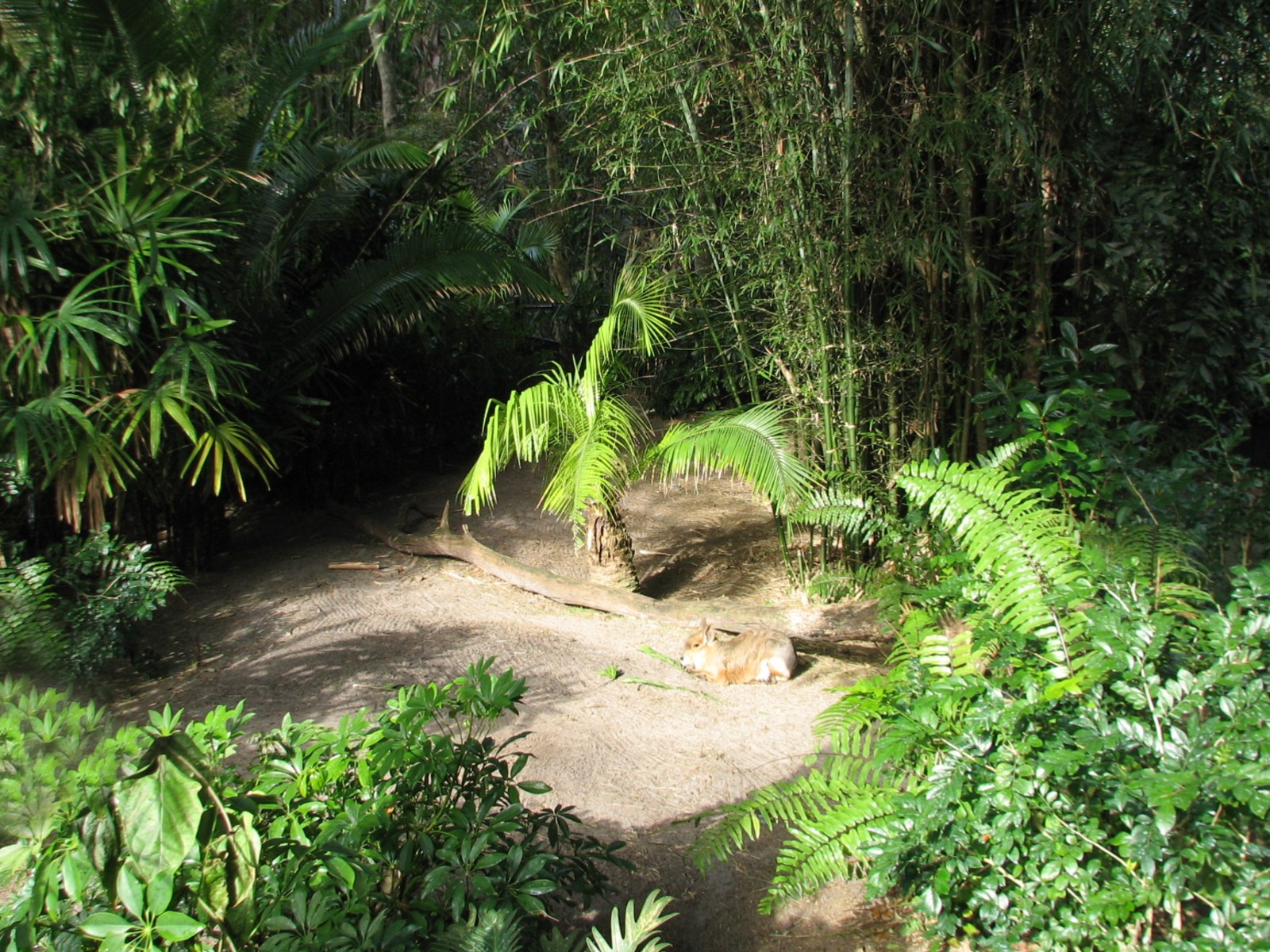Oasis - Patagonian Cavy Exhibit