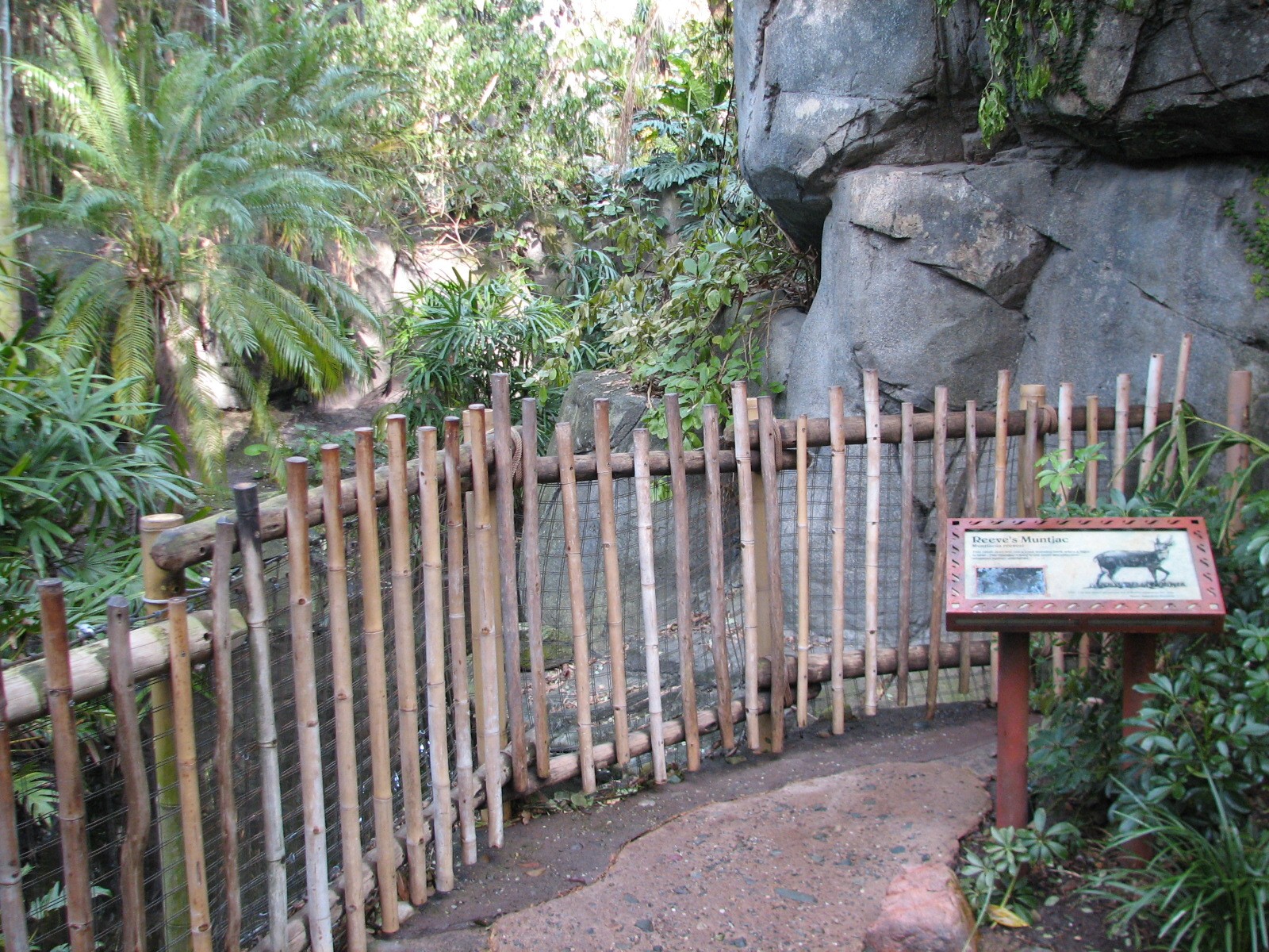 Oasis - Reeves Muntjac Exhibit