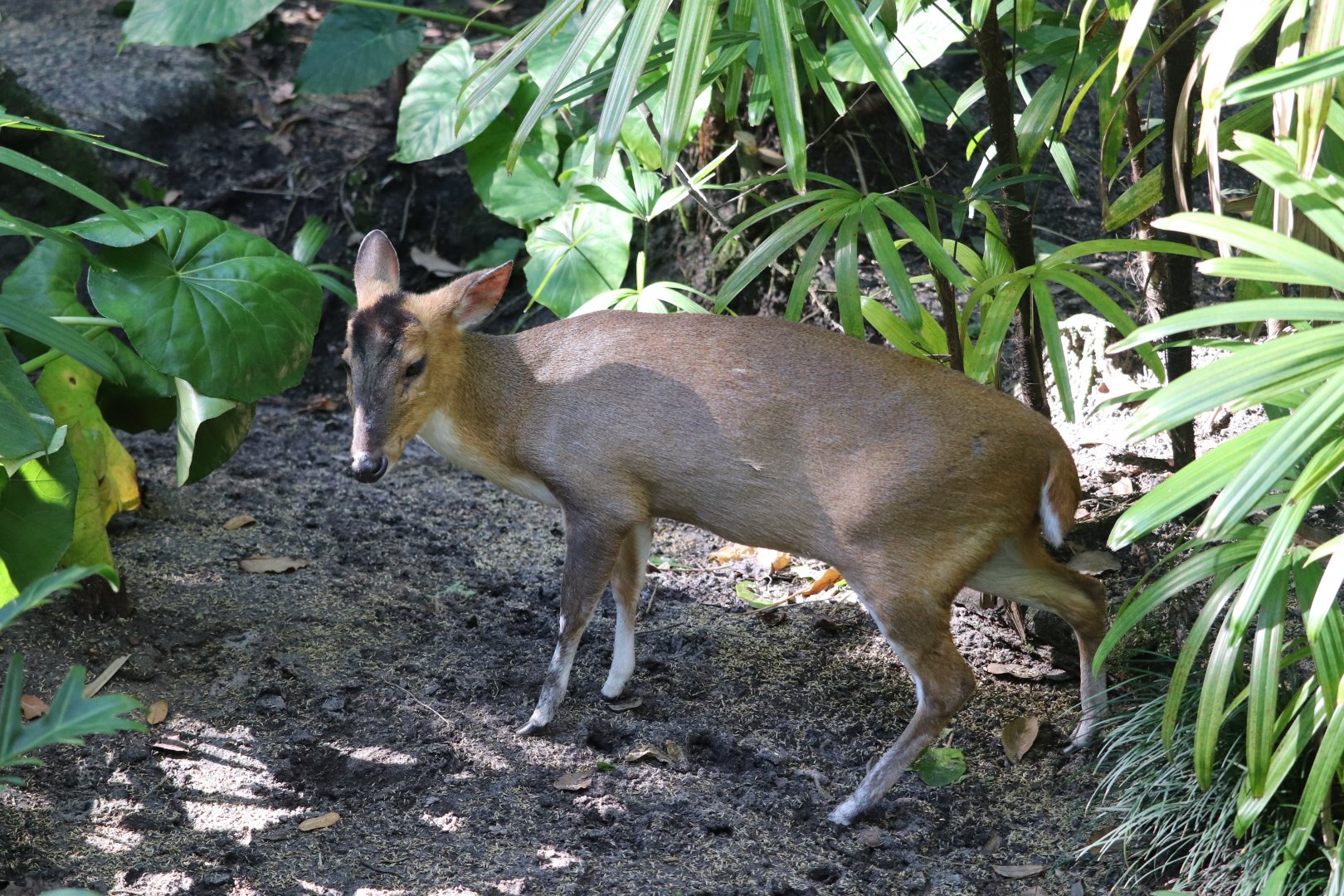 Oasis - Reeves's Muntjac