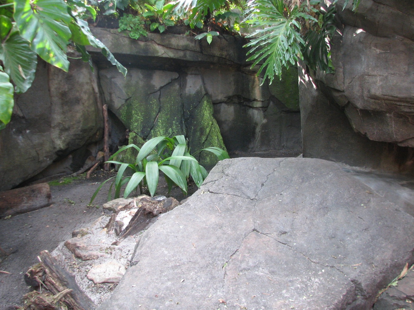 Oasis - Rhinoceros Iguana Exhibit