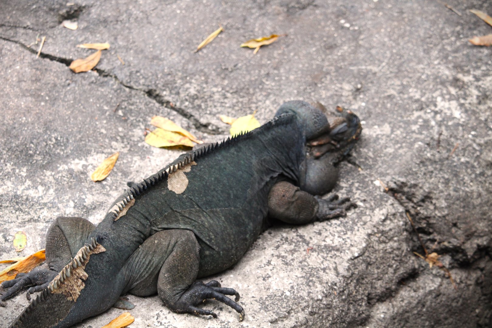 Oasis - Rhinoceros Iguana