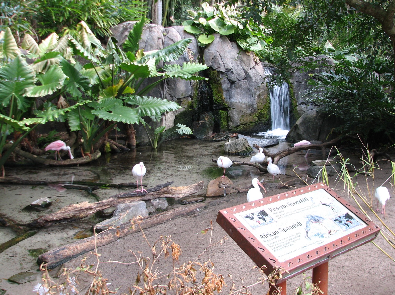 Oasis - Roseate Spoonbill, African Spoonbill, and Black Swan Exhibit