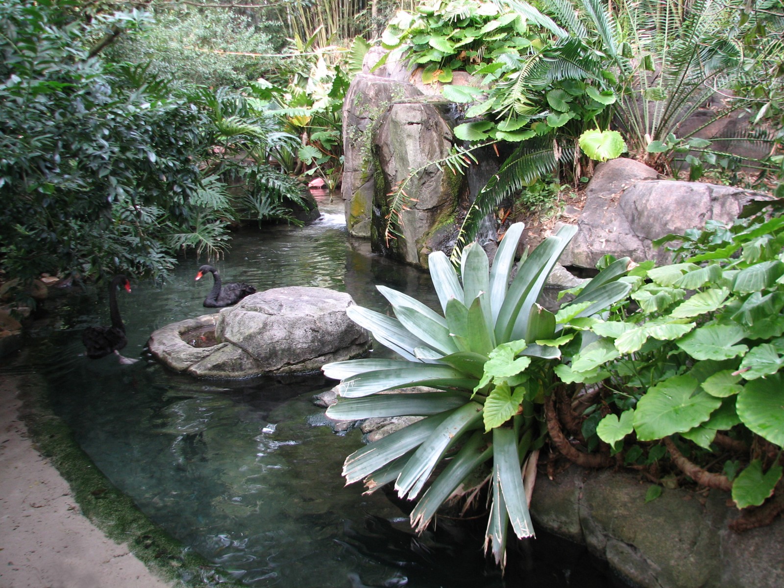 Oasis - Roseate Spoonbill, African Spoonbill, and Black Swan Exhibit