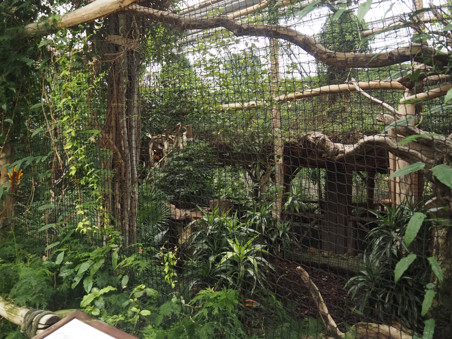 Oasis - Sclater's crowned pigeon aviary, 2024-09-17