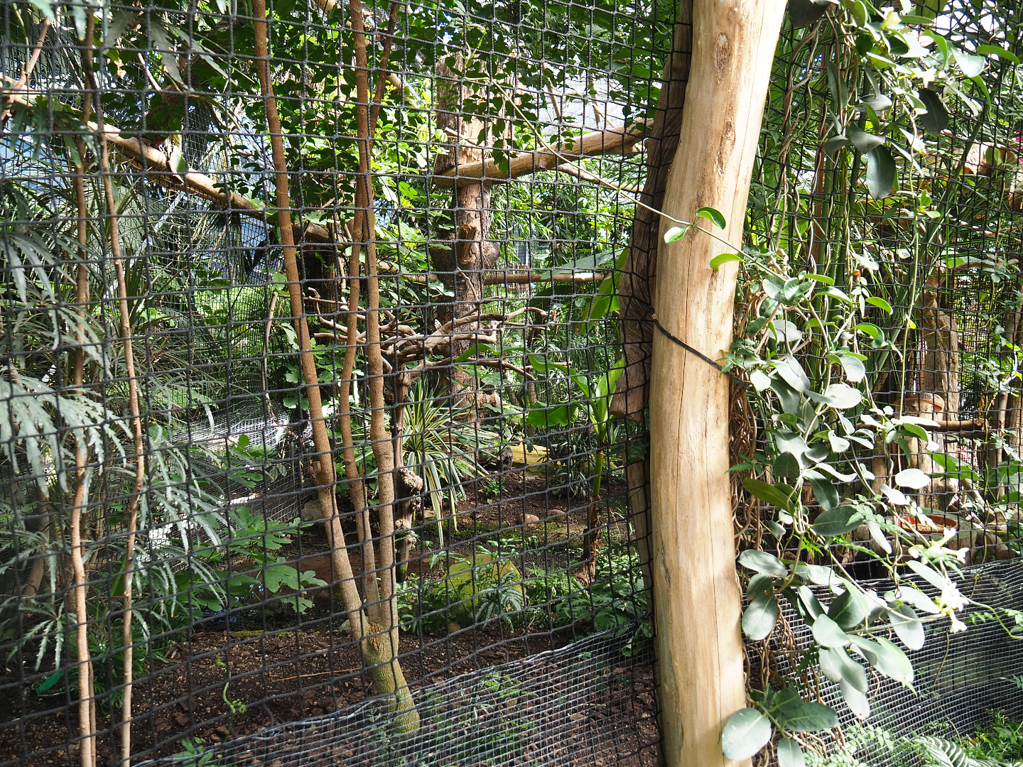 Oasis - Solomon Blyth's hornbill aviary, 2022-06-28