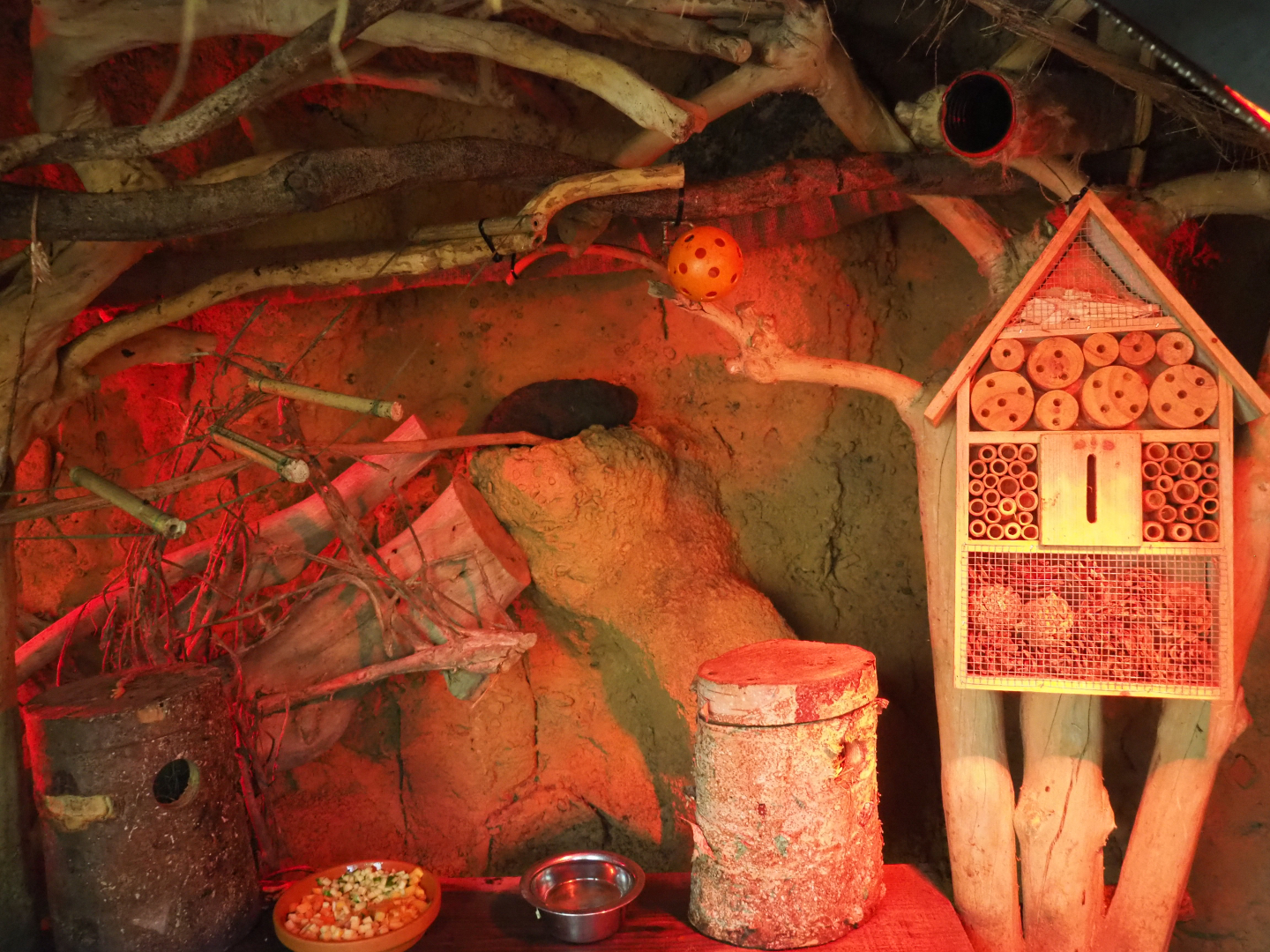 Oasis - Sugar glider exhibit, 2022-06-28