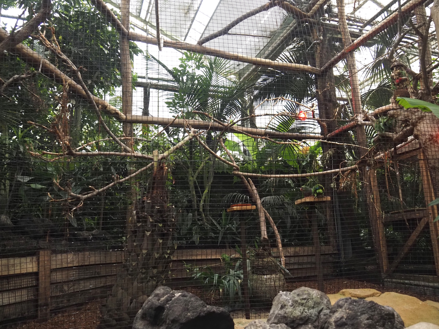 Oasis - Vinaceous-breasted amazon aviary, 2024-09-17