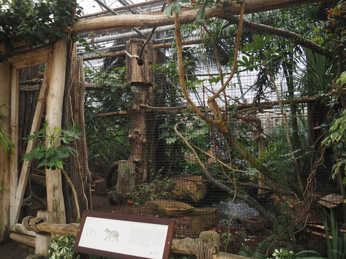 Oasis - White-cheeked turaco and Azara's agouti aviary, 2024-09-17