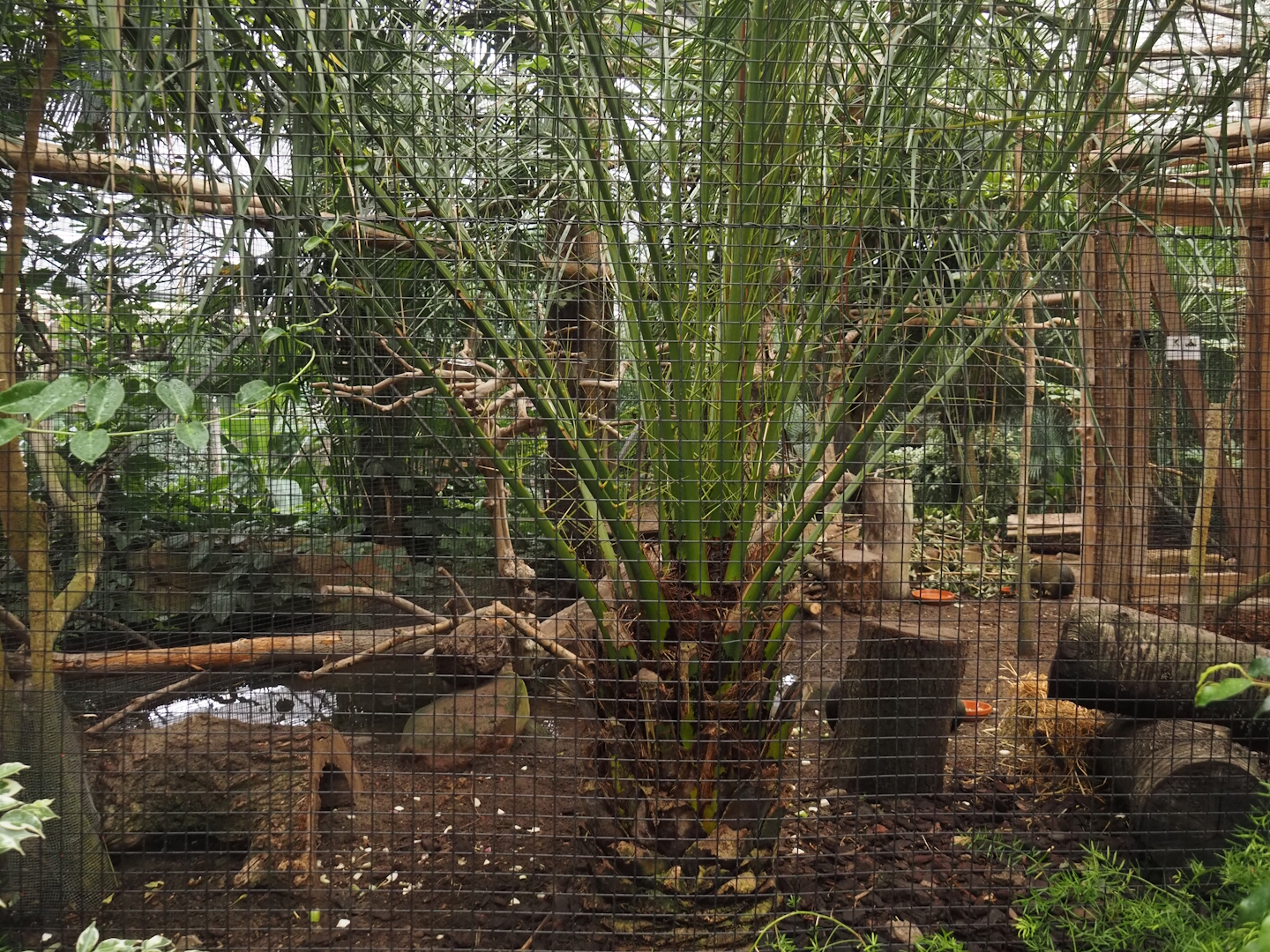 Oasis - White-cheeked turaco and Azara's agouti aviary, 2024-09-17