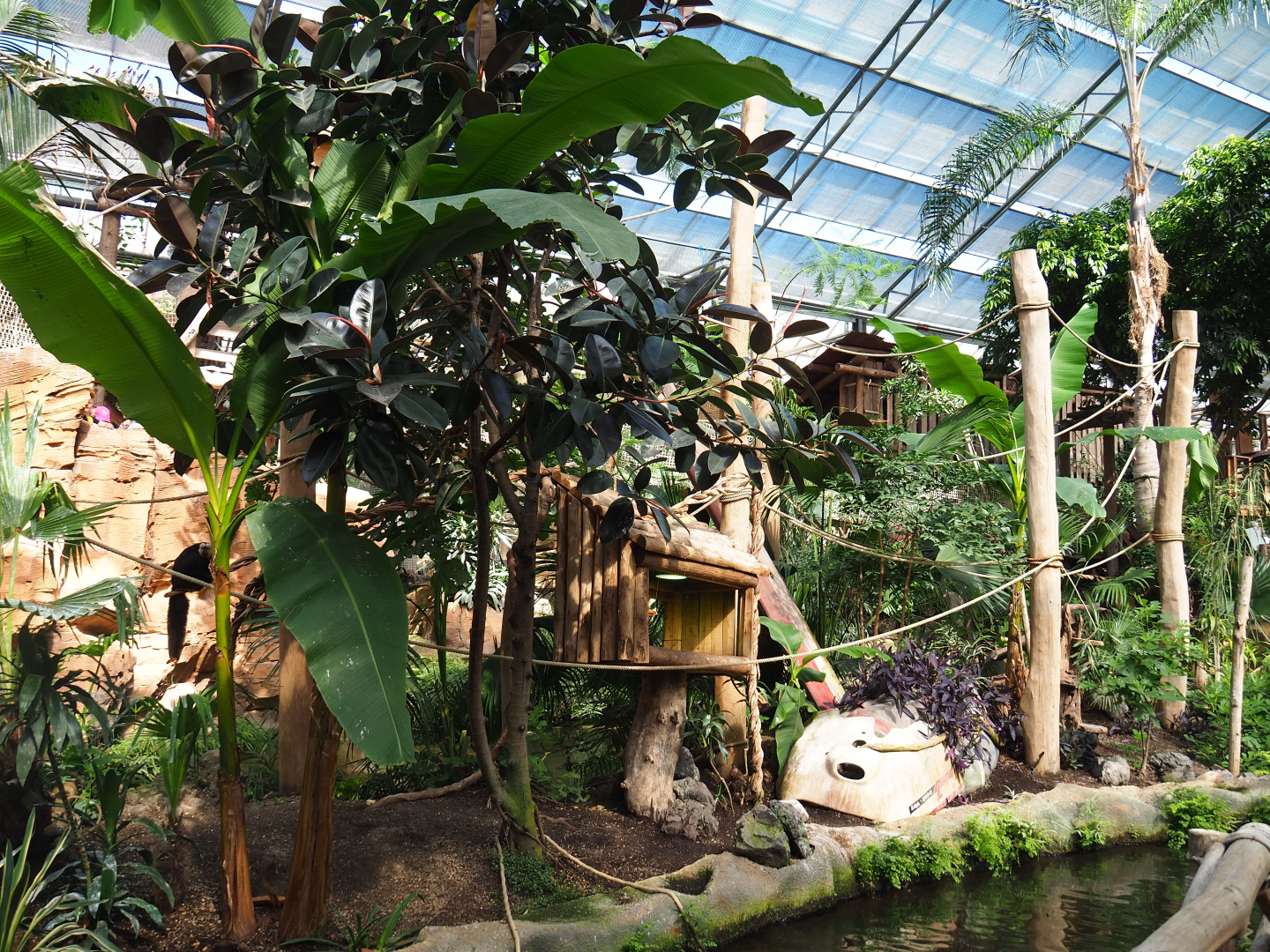 Oasis - White-faced saki island, 2022-06-28