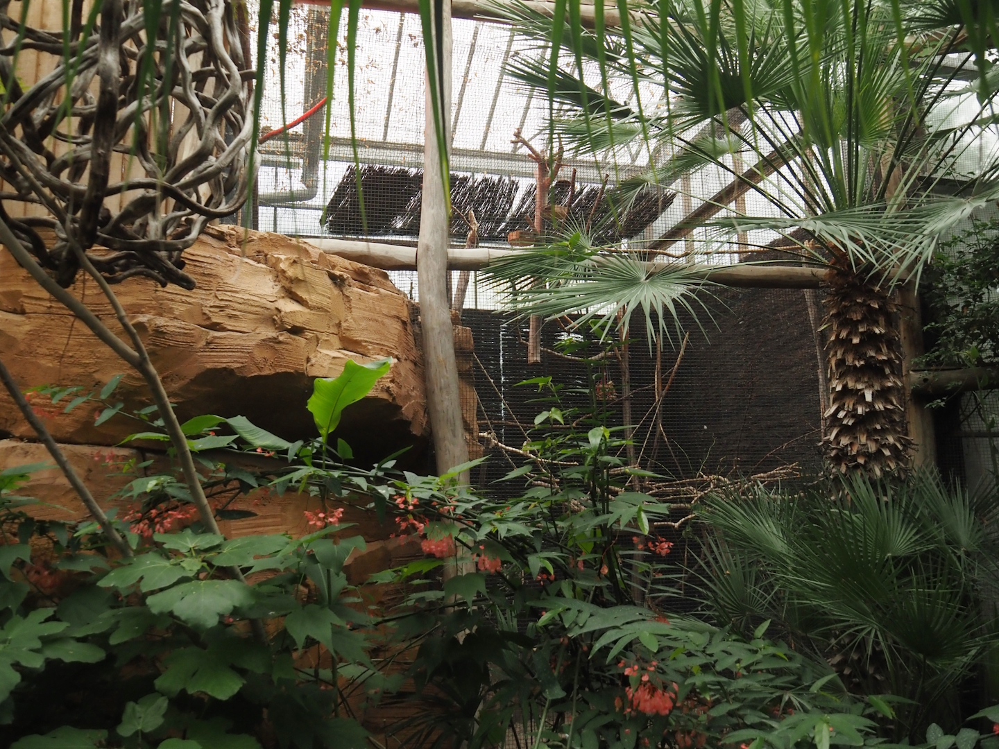 Oasis - Yellow-winged turquoise-fronted amazon aviary, 2024-09-17