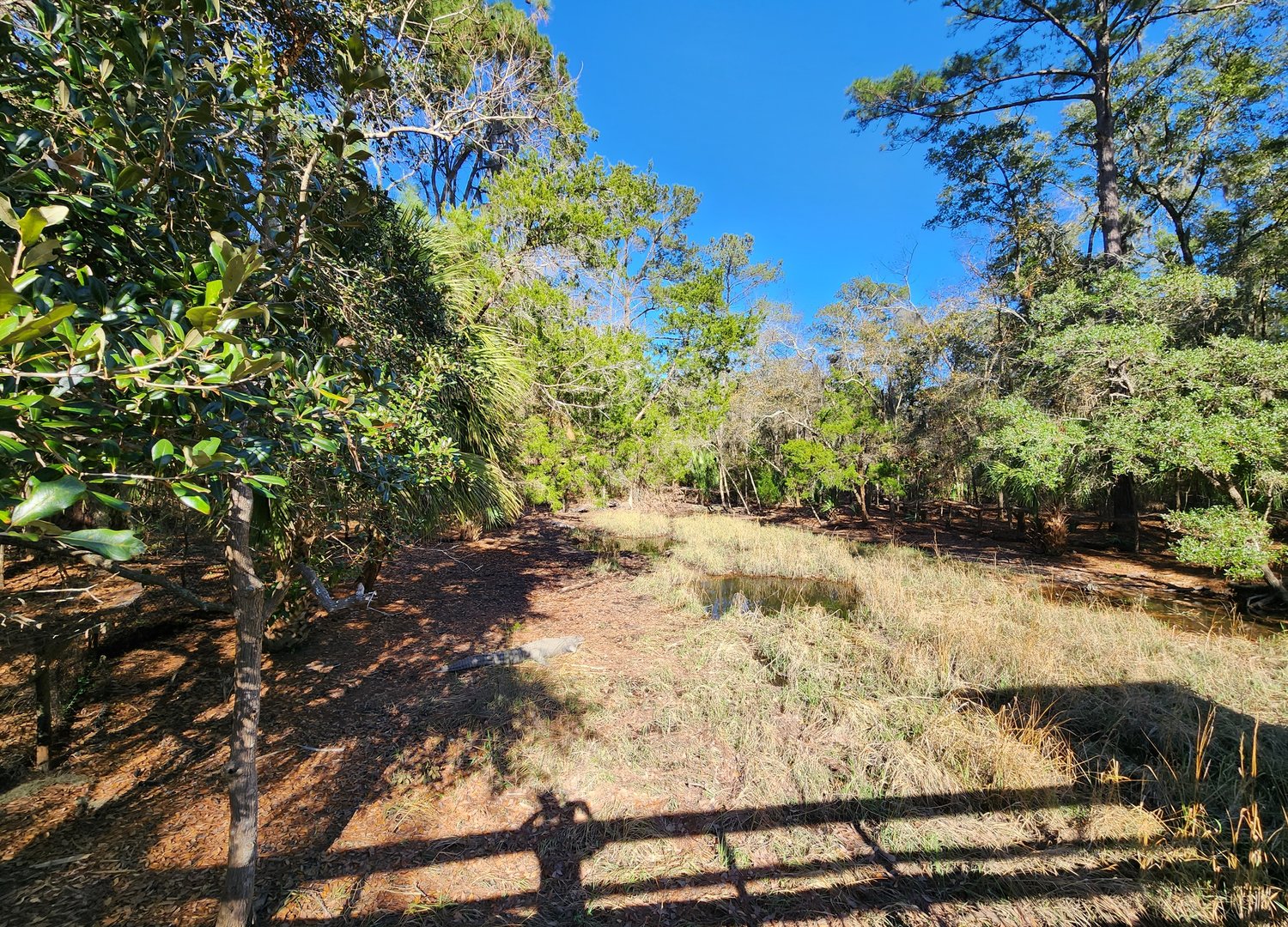 Oatland Island Wildlife Center (2023) - Alligator exhibit
